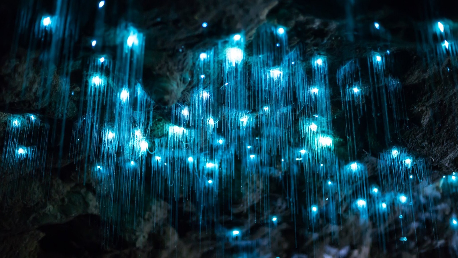 DAY 12 :On to Rotorua - The Thermal city.Enroute visit the Waitomo glow worm caves